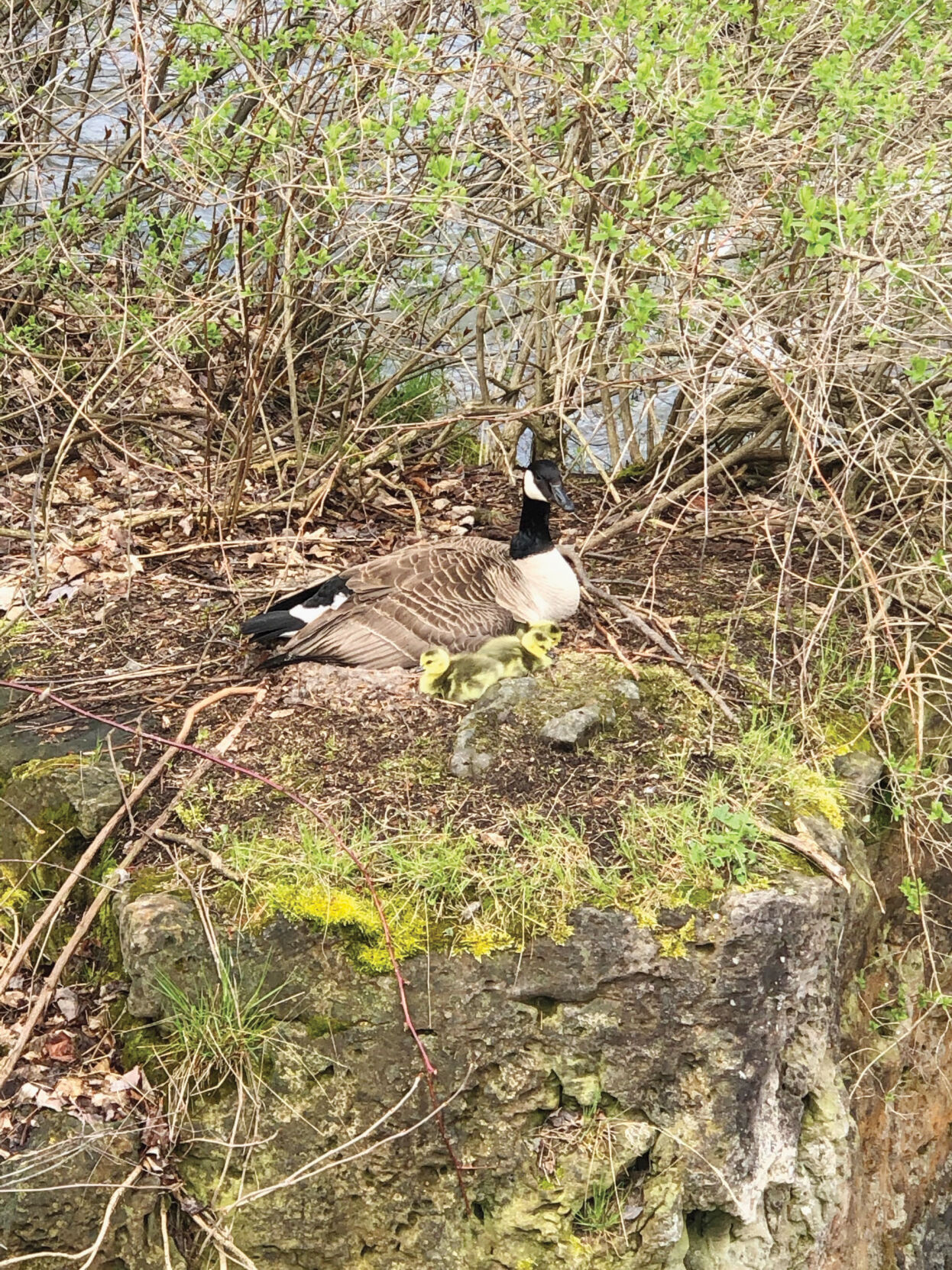Goose with goslings, Goat Island